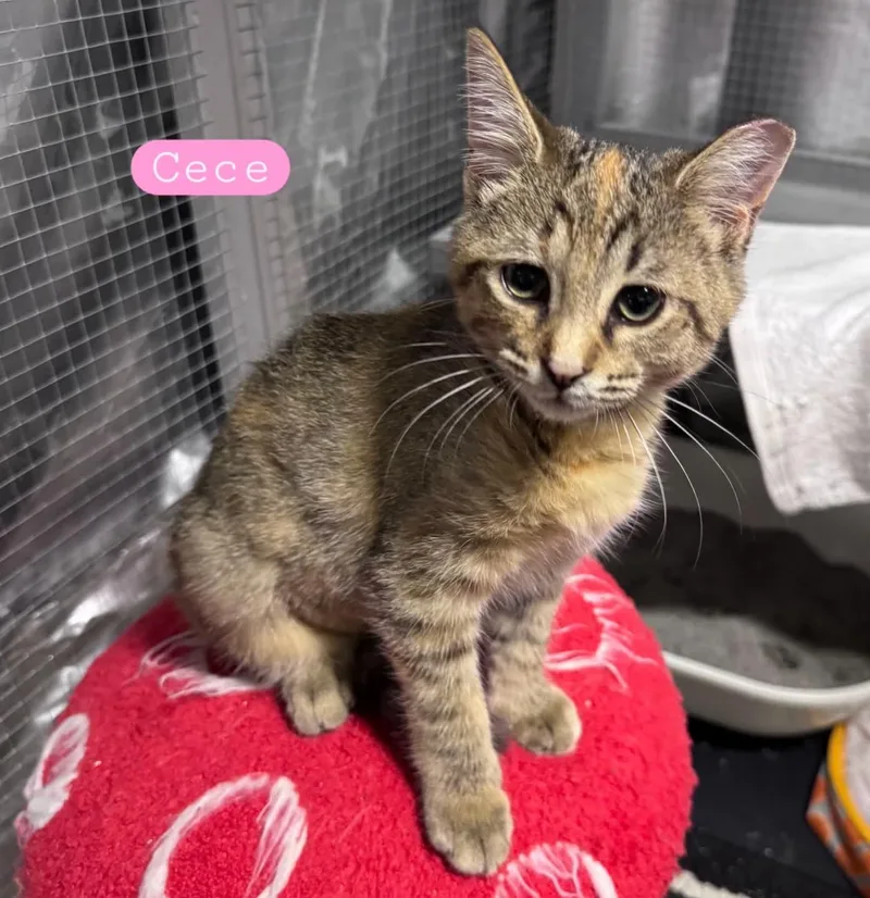 A baby medium-sized female Tabby (Brown / Chocolate) Tabby cat named CeCe for adoption in Wyandotte, MI