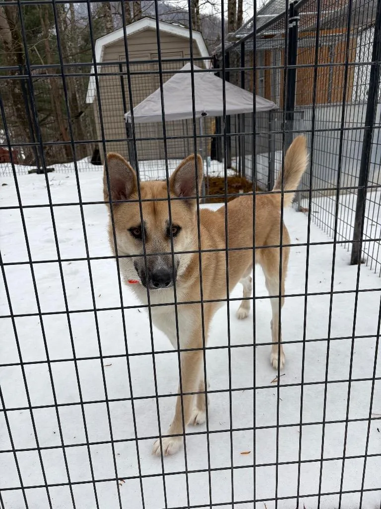 A young large-sized male German Shepherd Dog dog named Poseidon for adoption in Parsons, WV