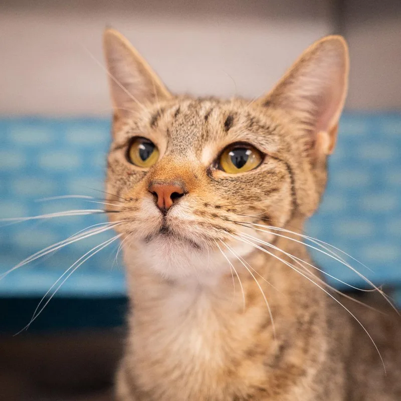 An adult medium-sized female Domestic Short Hair cat named Juniper for adoption in Birdsboro, PA