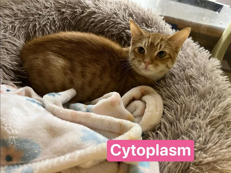 Cytoplasm