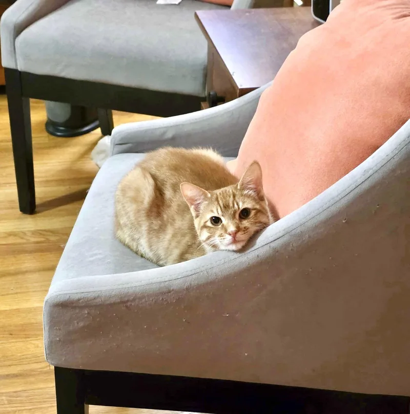 Cytoplasm thumbnail 2