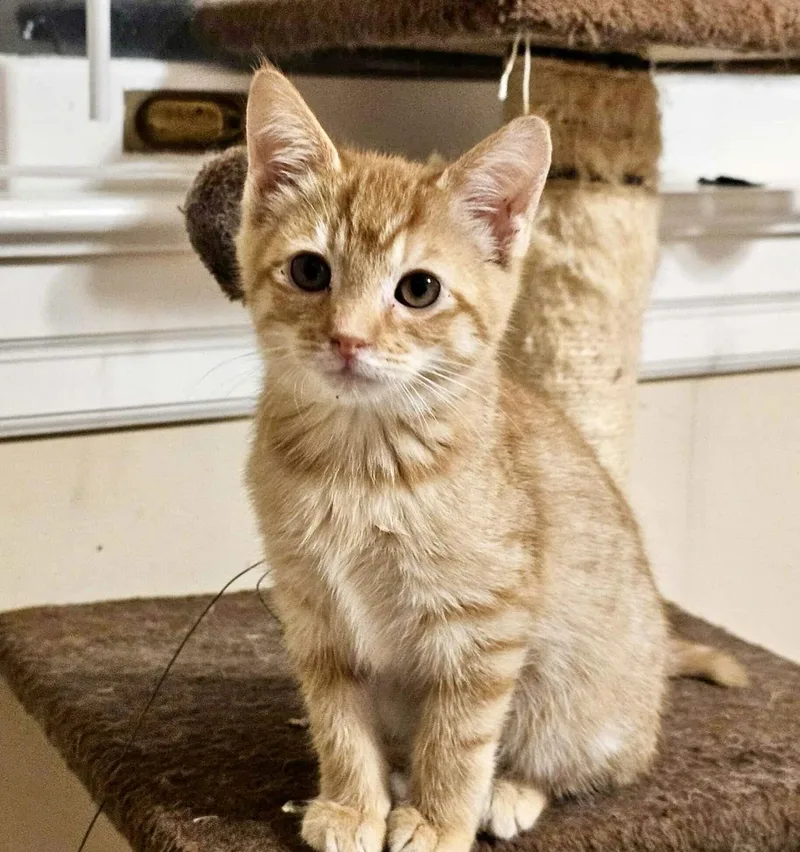 Cytoplasm thumbnail 3