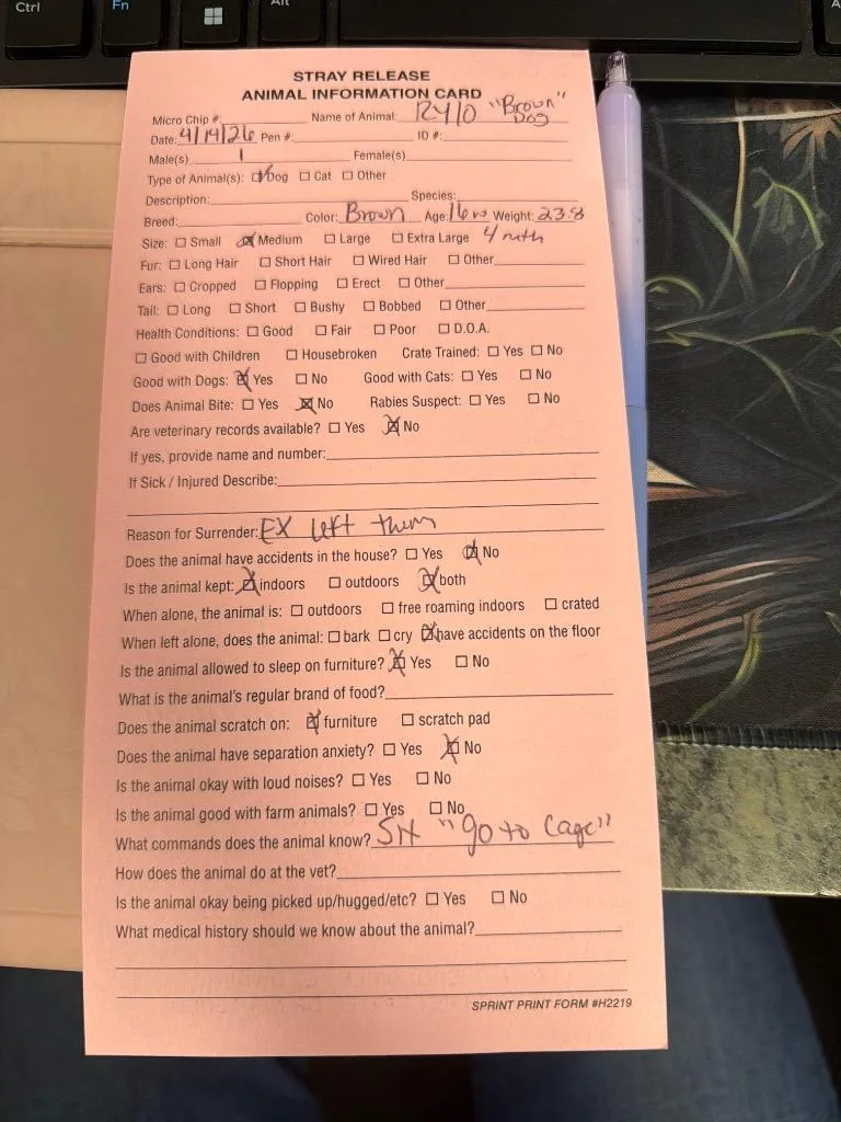 A baby medium-sized male Black Mouth Cur dog named Rylo for adoption in Hopkinsville, KY