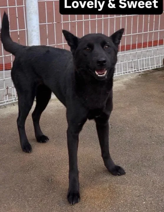 An adult medium-sized female Jindo dog named Mitsu for adoption in Long Island City, NY