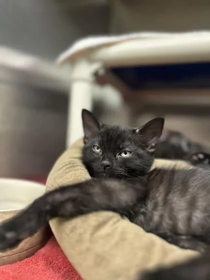 A baby small-sized female Domestic Short Hair cat named Aspen for adoption in Munster, IN