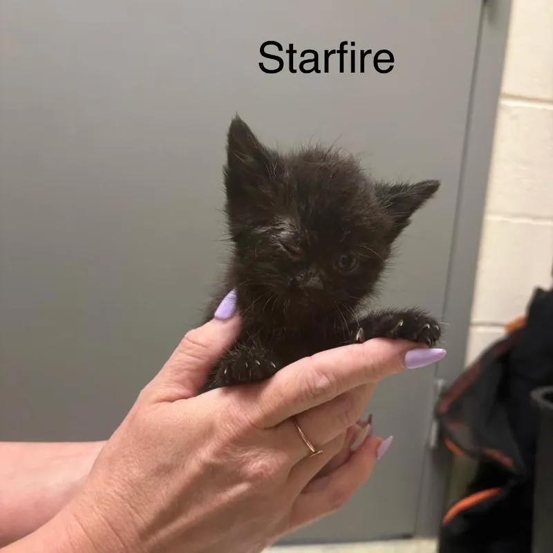 Starfire