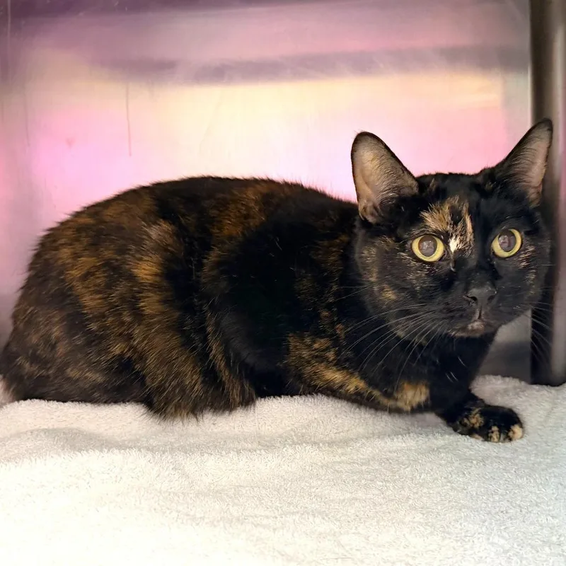 An adult medium-sized female Tortoiseshell Domestic Short Hair cat named Lucy for adoption in Warrensburg, MO