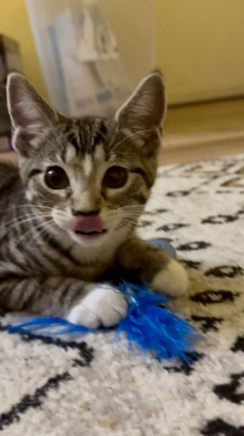A baby small-sized female Domestic Short Hair cat named Gelato for adoption in Harrisburg, PA