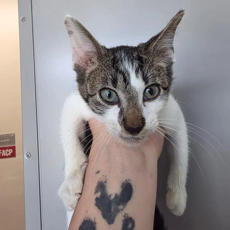 A baby small-sized male White Domestic Short Hair cat named Howie for adoption in Sand Springs, OK