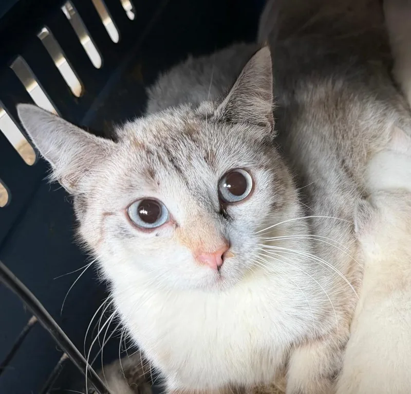 A young medium-sized female Domestic Short Hair cat named Octavia for adoption in Burnsville, NC