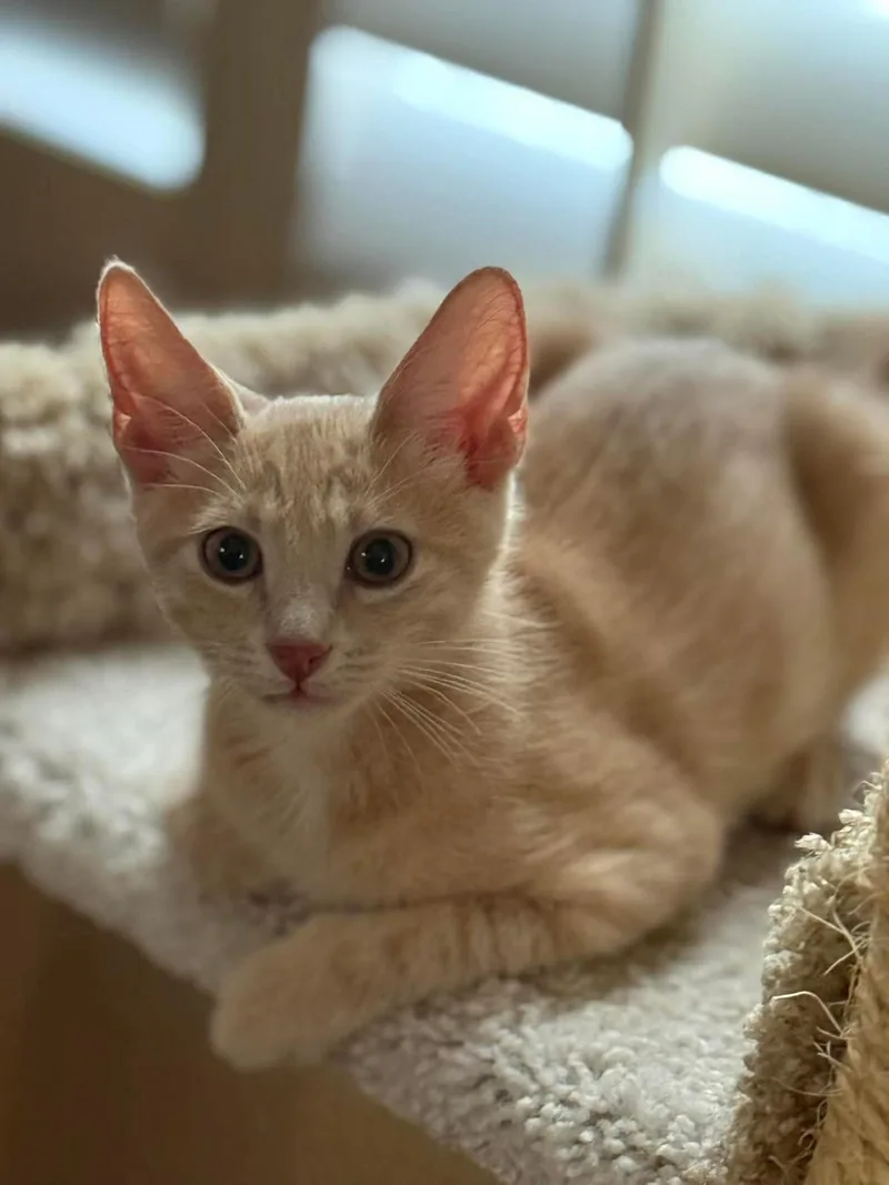 A baby small-sized male Orange / Red Domestic Short Hair cat named Max Hopscotch for adoption in Chandler, AZ