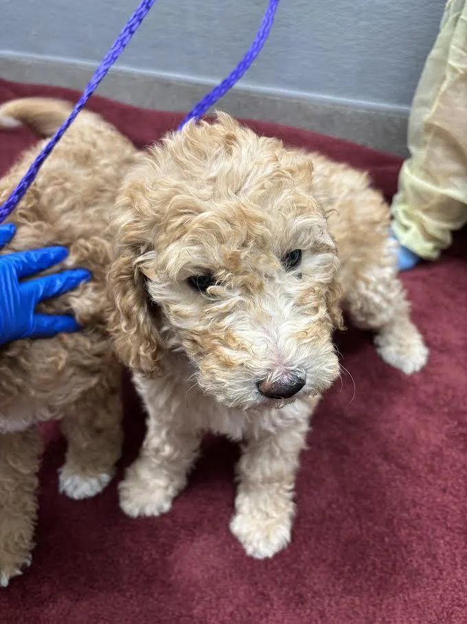 A baby small-sized female Poodle dog named Poppy for adoption in Las Vegas, NV