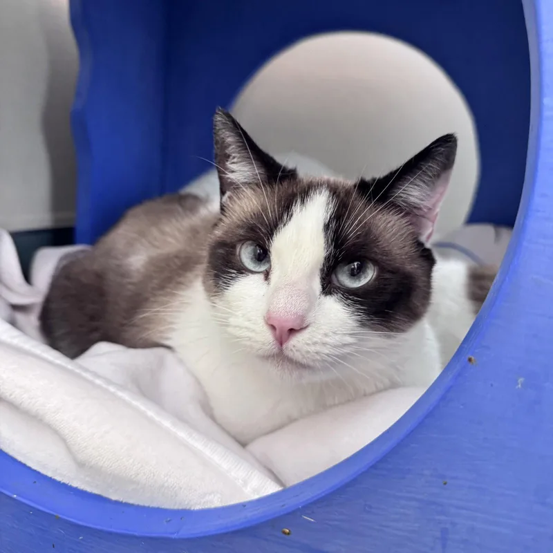 An adult medium-sized male Domestic Short Hair cat named Ethan & Nala for adoption in Burlingame, CA
