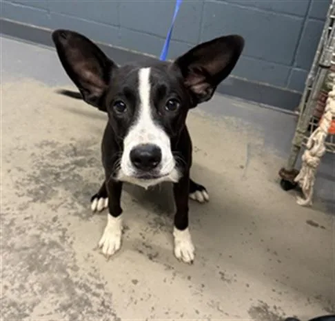 A young small-sized male Border Collie dog named Shiloh for adoption in Tallahassee, FL
