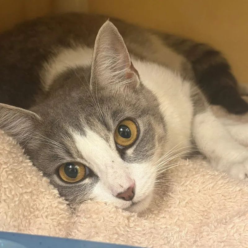 A young medium-sized female Domestic Short Hair cat named Terri for adoption in East Hanover, NJ
