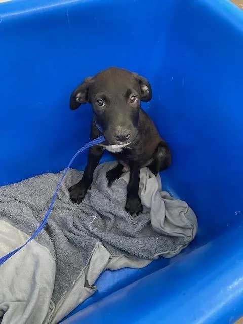 A baby large-sized male Mixed Breed dog named Jordan for adoption in Dallas, TX
