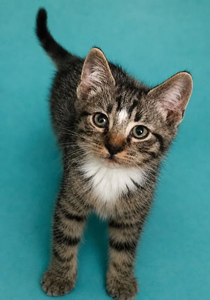 A baby small-sized male Domestic Short Hair cat named Tippy for adoption in Columbia, TN