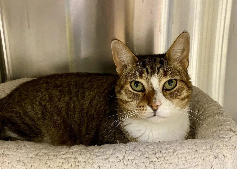 An adult medium-sized male Domestic Short Hair cat named Cobra Kai for adoption in Fargo, ND
