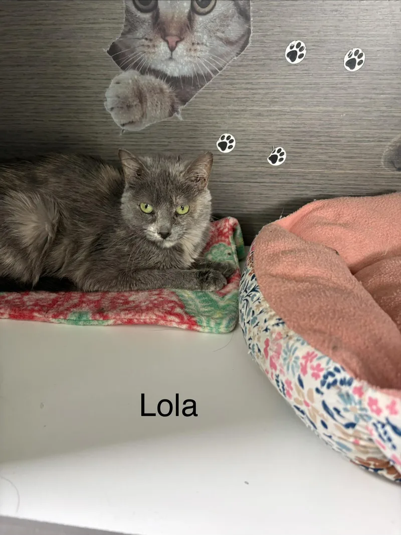 A young medium-sized female Dilute Calico cat named Lola for adoption in Big Rapids, MI
