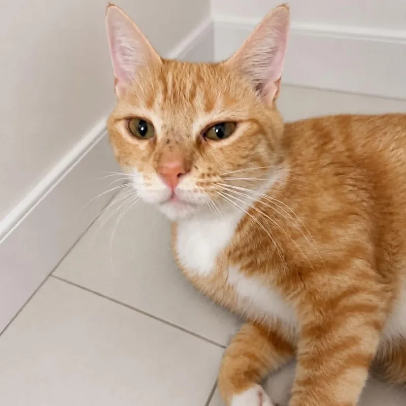 An adult small-sized female Orange / Red Domestic Short Hair cat named Zuly for adoption in Long Island City, NY
