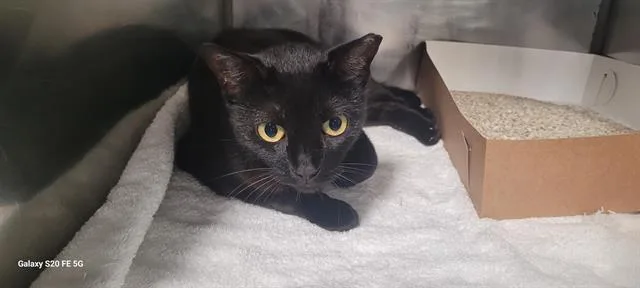 An adult medium-sized female Domestic Short Hair cat named Kelly for adoption in Panama City, FL