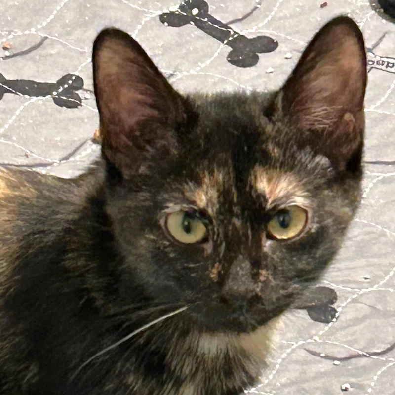 A baby medium-sized female Tortoiseshell Domestic Short Hair cat named Candy Apple for adoption in Apex, NC