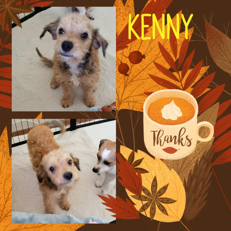 A baby small-sized male Terrier dog named Kenny for adoption in Eugene, OR