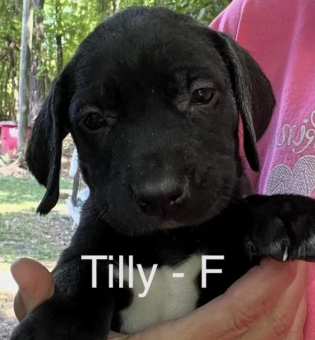 A baby medium-sized female Black Hound dog named Tilly for adoption in Parma, OH