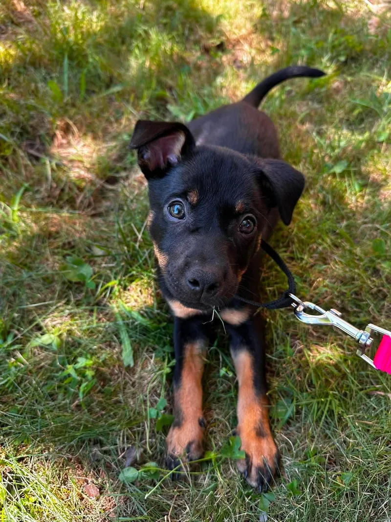 A baby medium-sized male Mixed Breed dog named Moss for adoption in Griswold, CT