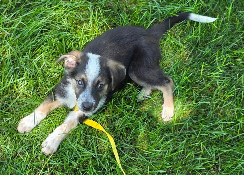 A baby medium-sized male Mixed Breed dog named Trace for adoption in Bristol, WI