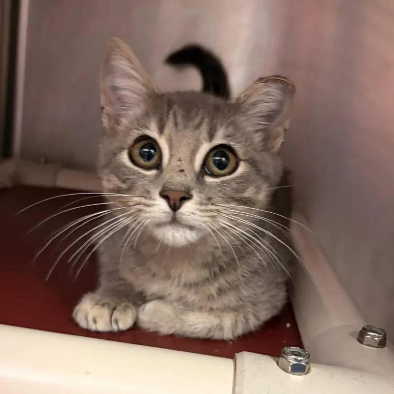 A baby small-sized male Domestic Short Hair cat named Toshi for adoption in Marshall, VA