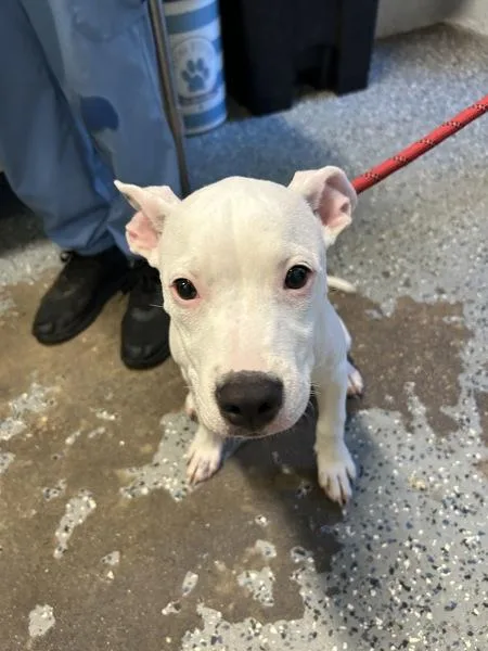 A baby small-sized female Mixed Breed dog named Sue Storm for adoption in Mobile, AL