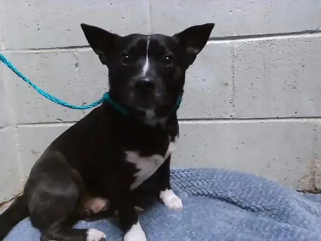 A young small-sized male Chihuahua dog named Chico for adoption in Tulsa, OK