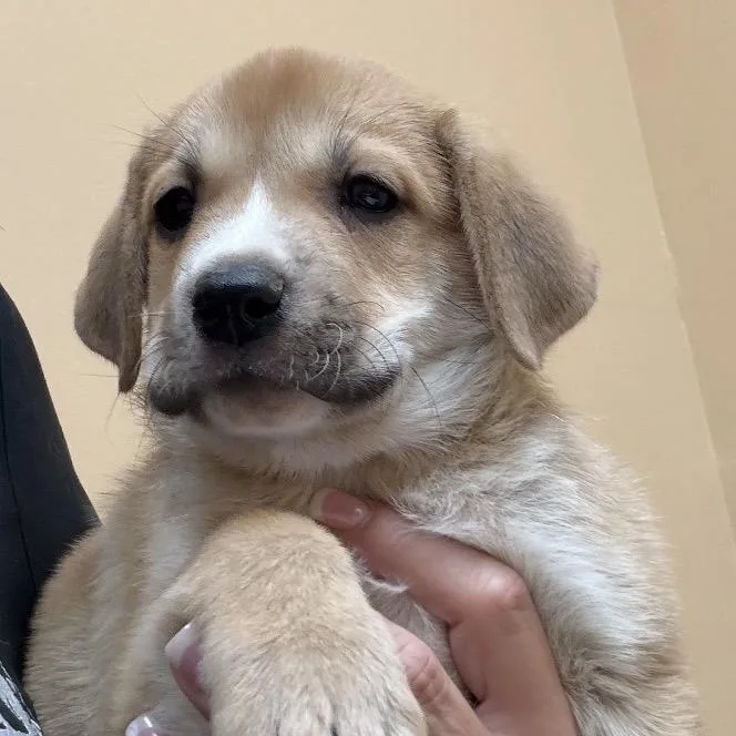 A baby medium-sized male Yellow / Tan / Blond / Fawn Shepherd dog named Winston for adoption in Midland, TX