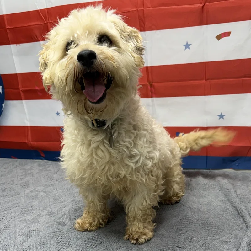 An adult small-sized male White / Cream Maltese dog named Lyle for adoption in Urbana, OH