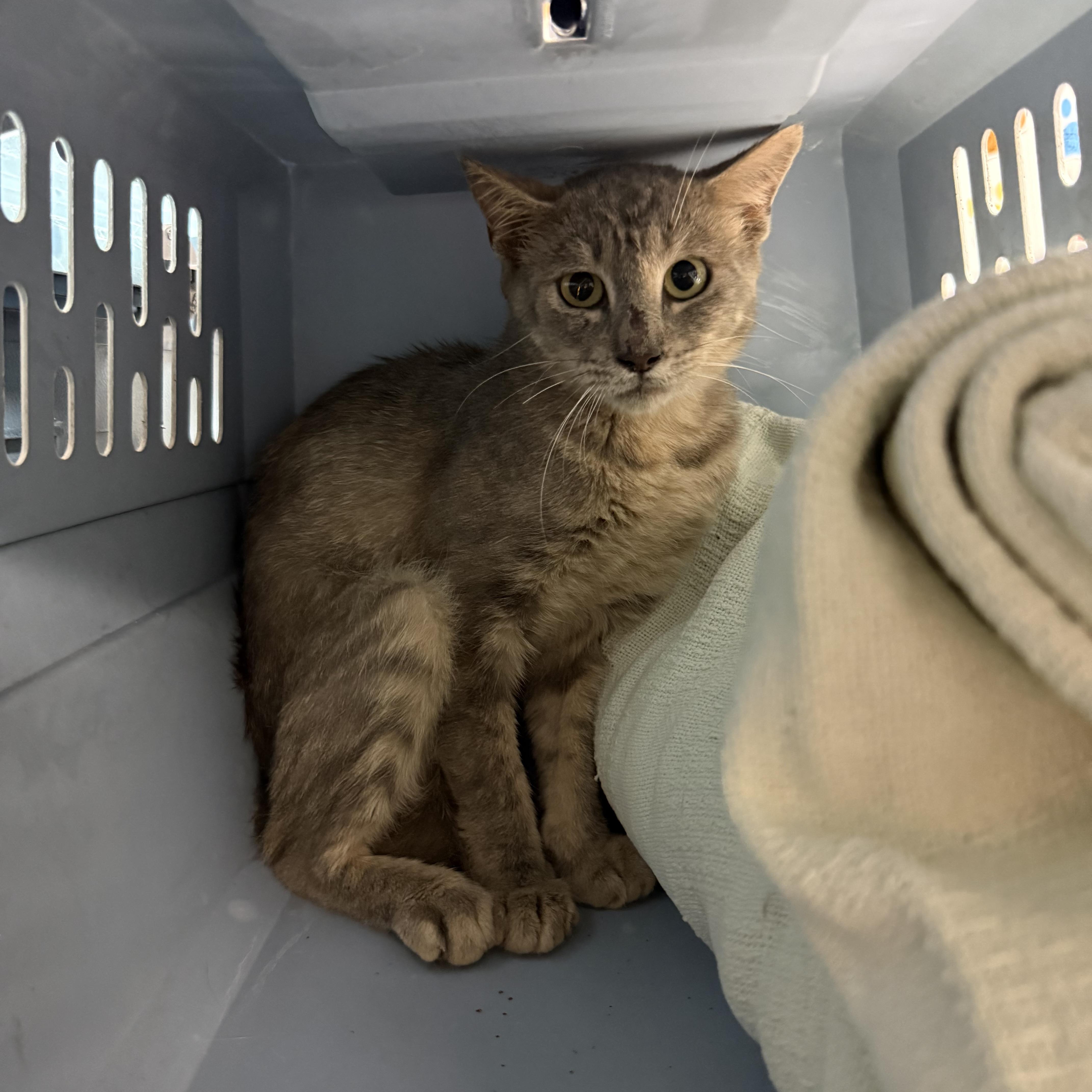 A young medium-sized female Tabby cat named Betty Blender for adoption in Columbia, SC
