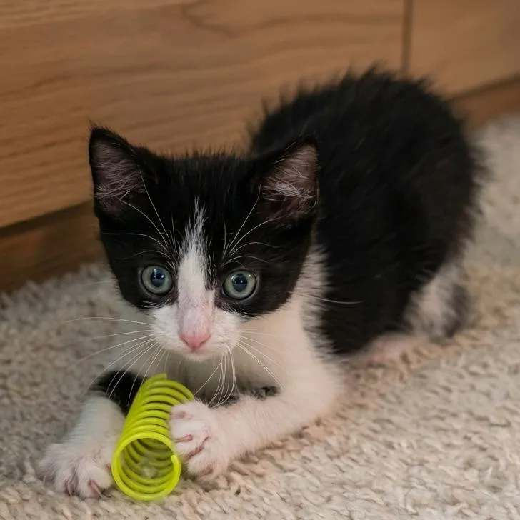 A baby small-sized male Black Domestic Short Hair cat named Eclipse for adoption in Tustin, CA