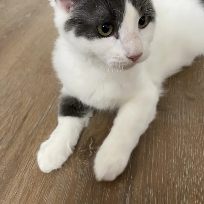 A baby medium-sized male Gray & White Domestic Medium Hair cat named Hemingway for adoption in Davis, CA