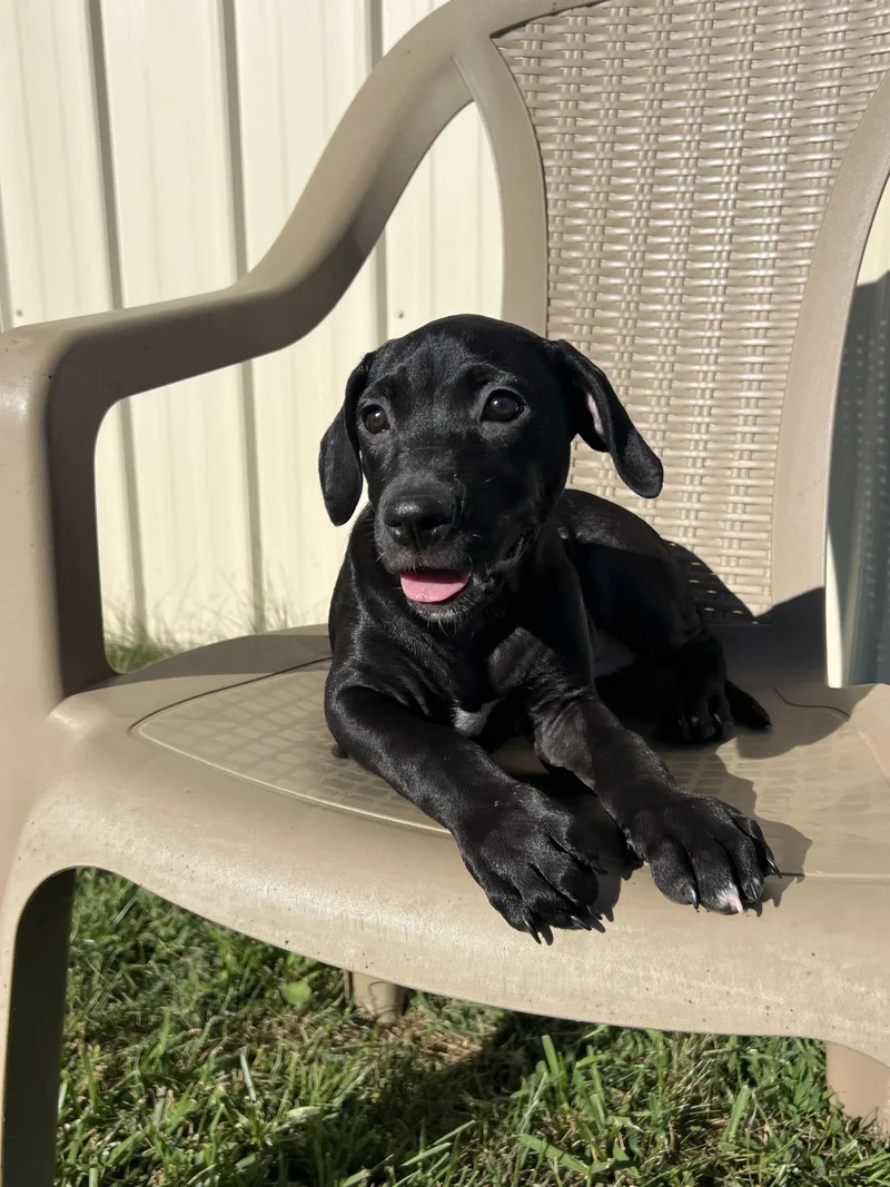 Daphne