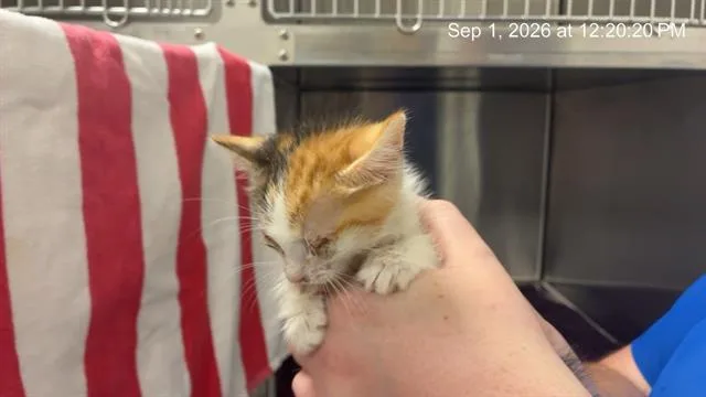 A baby small-sized female Domestic Short Hair cat named Cloud for adoption in Ocala, FL