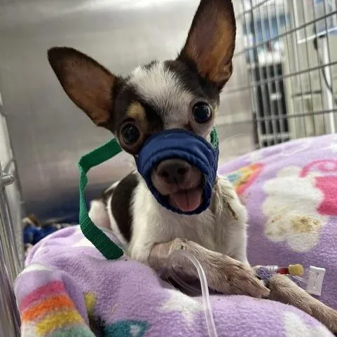 An adult small-sized male White / Cream Chihuahua dog named Taki for adoption in Indianapolis, IN