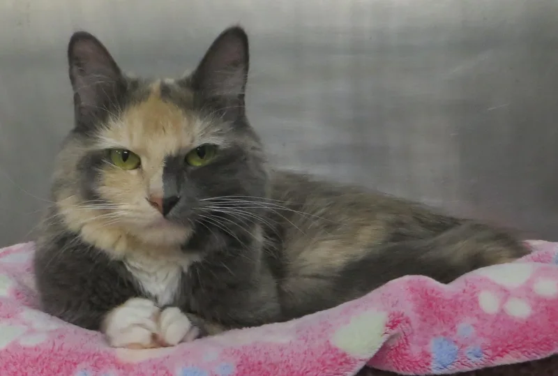 An adult medium-sized female Tortoiseshell cat named Trinity for adoption in Brockton, MA