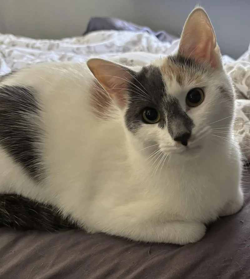 An adult medium-sized female Domestic Short Hair cat named Dior for adoption in Holbrook, NY
