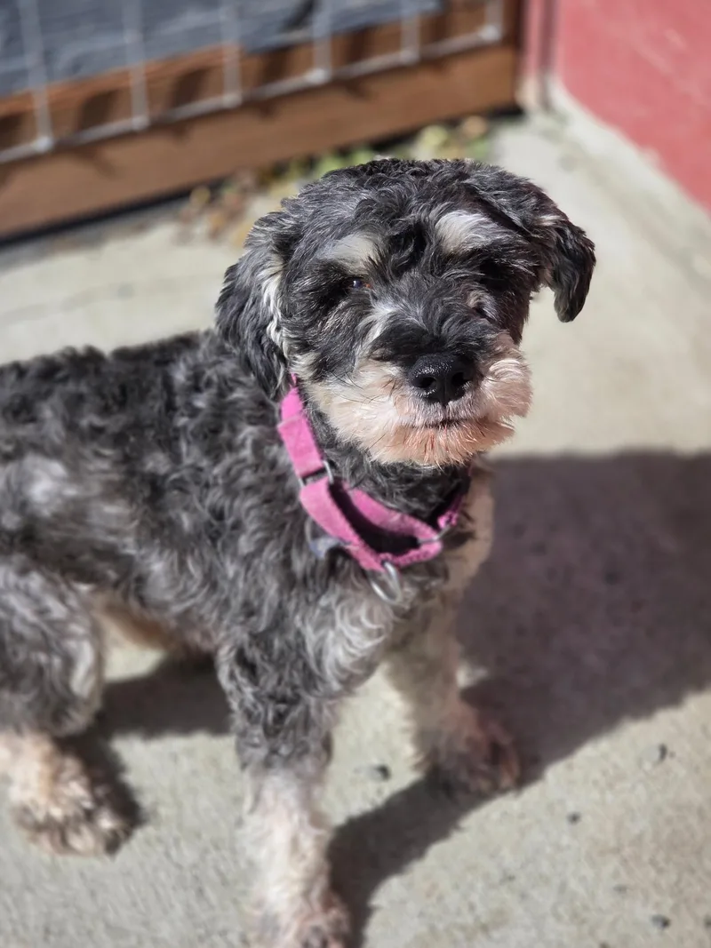 A young small-sized male Miniature Schnauzer dog named Fuller for adoption in Port Angeles, WA
