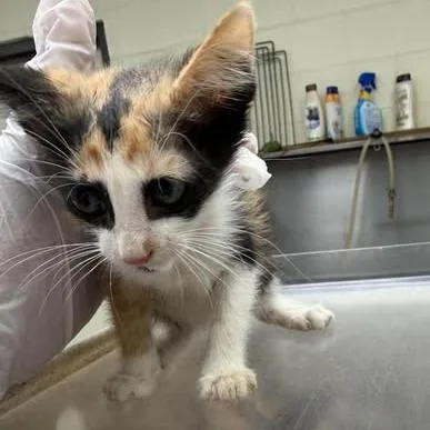 A baby small-sized female Domestic Medium Hair cat named Izzy for adoption in Bastrop, TX