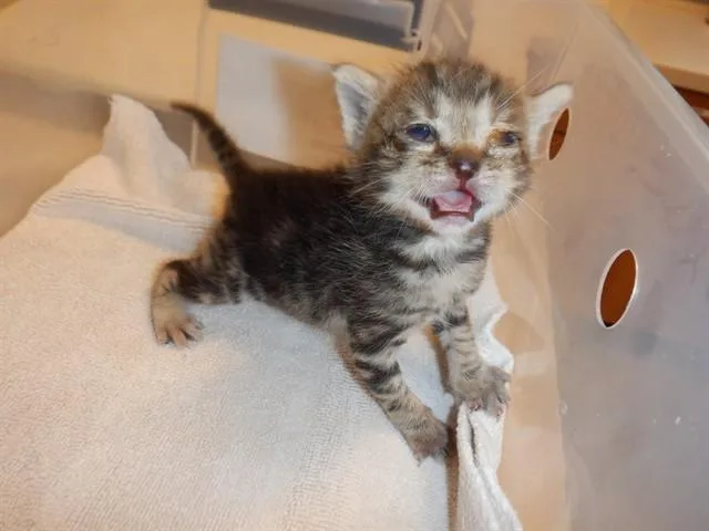 A baby small-sized female Domestic Short Hair cat named Bella Donna for adoption in San Jose, CA