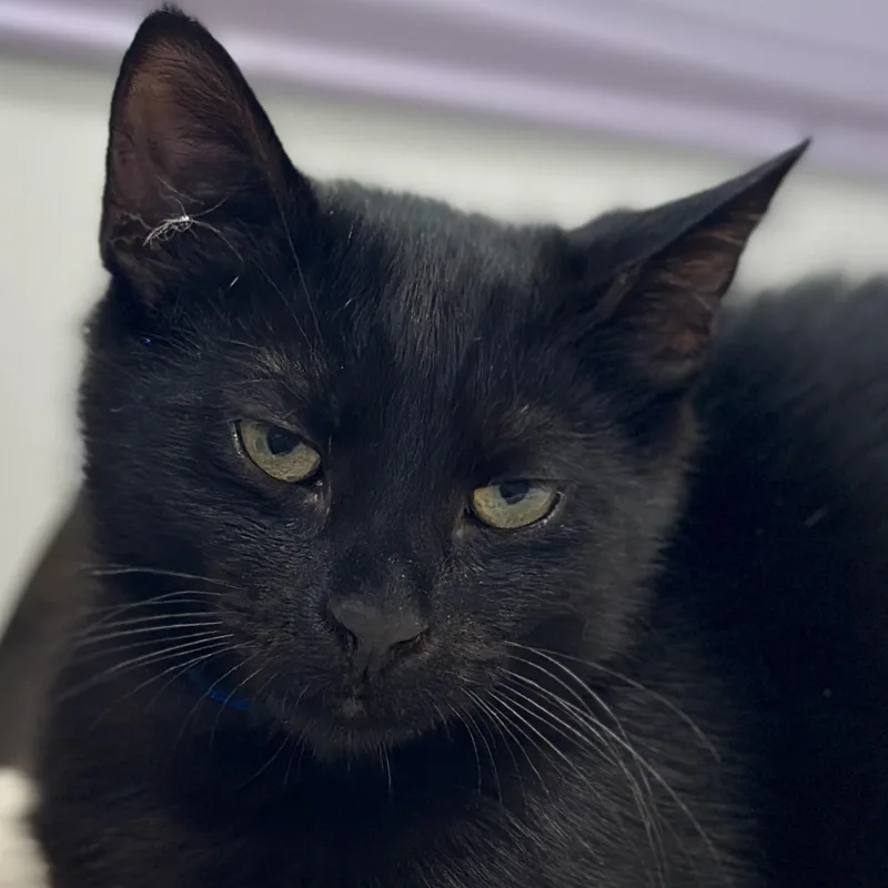A baby small-sized male Black Domestic Short Hair cat named Monty for adoption in Victor, NY