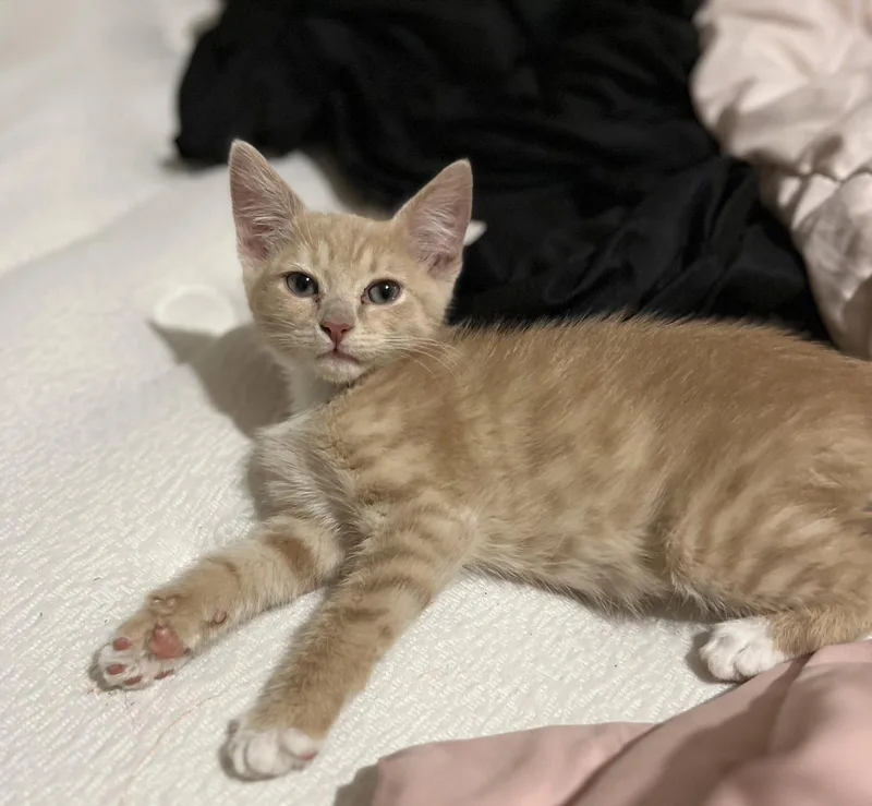 A young medium-sized male Buff / Tan / Fawn Domestic Short Hair cat named Mj for adoption in Scottsdale, AZ