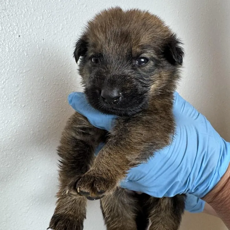 A baby small-sized male Mixed Breed dog named Briar for adoption in Laramie, WY