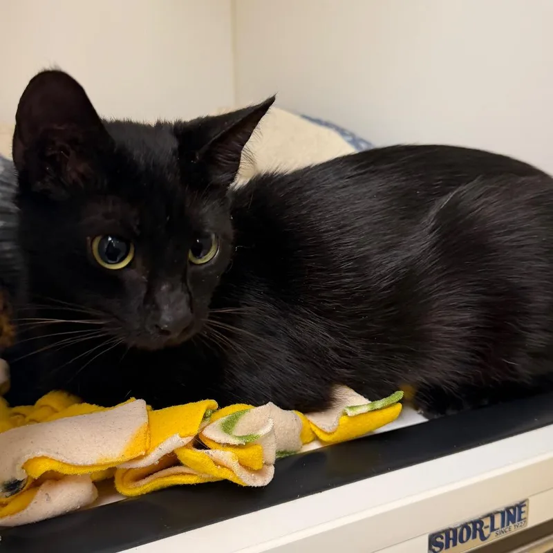 An adult medium-sized female Black Domestic Short Hair cat named Janet for adoption in West Palm Beach, FL